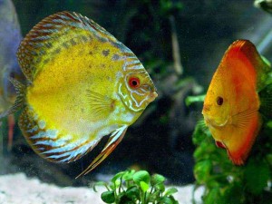 Discus Fish Care Basics