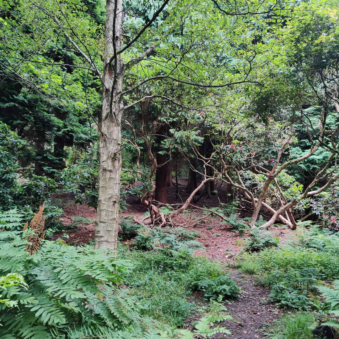 The Hollies Leeds path through woods