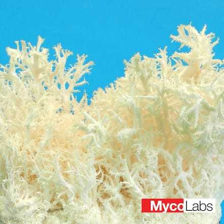 Soplówka bukowa (koralowa) (Hericium coralloides)