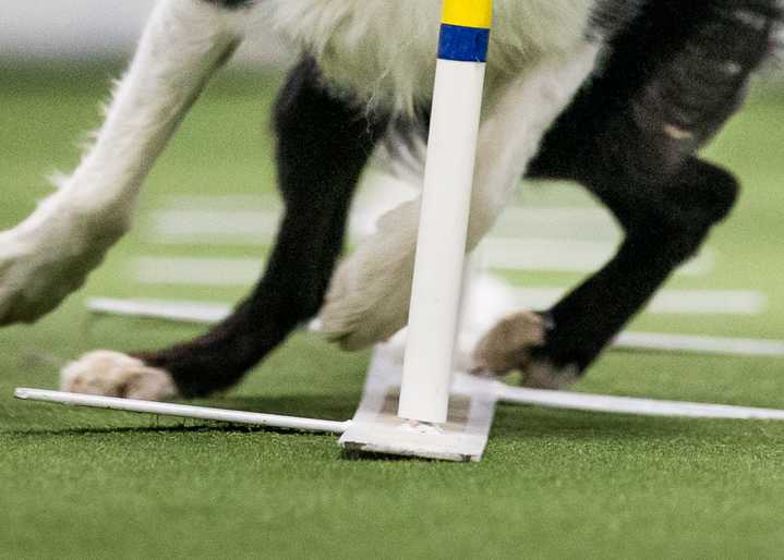 Non-skid top surface and anchor the base Photo of Snap!'s feet on the base of the weave poles
