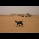 Sudan Desert Walk 9