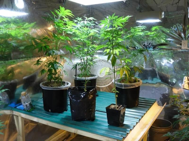 Cannabis Cultivation in Australia