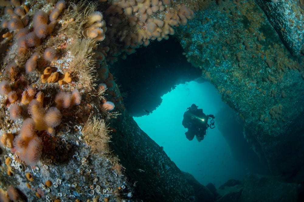 A diver approaching the soft coral 'Dead man's fingers' <em>(Alcyonium digitatum)</em>, hydroids and other encrusting fauna