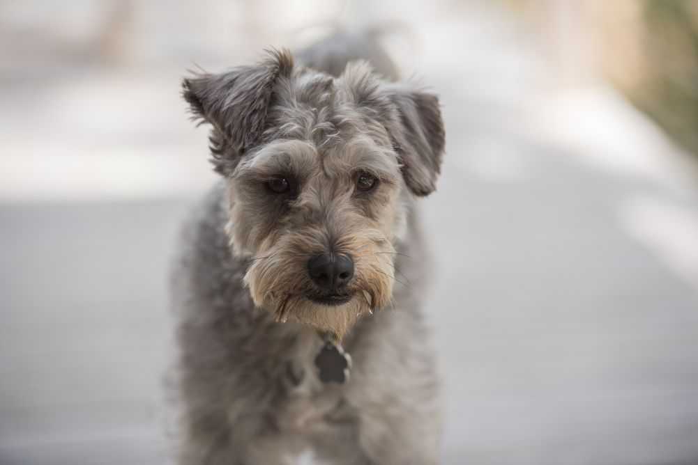 Schnauzer and Poodle mix.