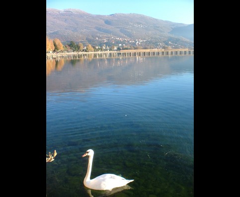 Ohrid Swans 5