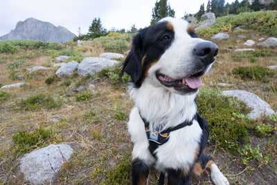 Dog-Friendly Hikes: Colorado