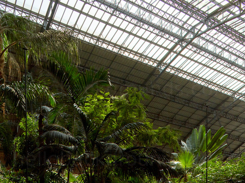 Tropical trees and plants inside industrial building Skype background