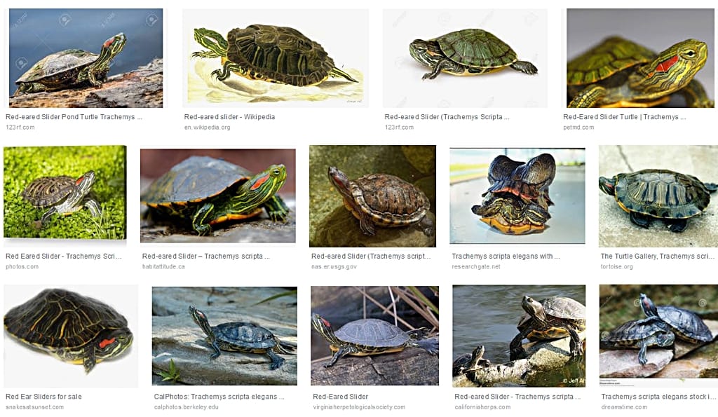 Turtles