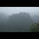 Panama Rainforest 7