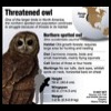 Threatened_Owl_tn.jpg