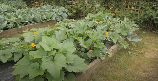 A bed of squash