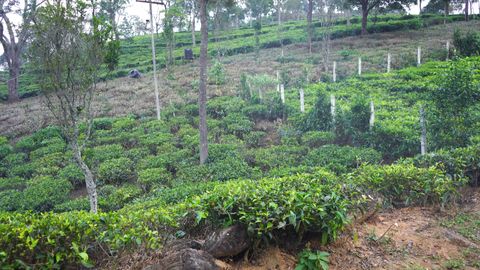 Overview of the plot