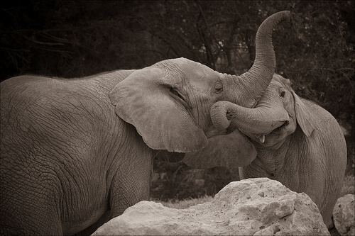 Elephant