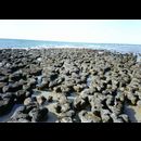 Shark Bay stromatolites