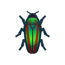 Jewel Beetle