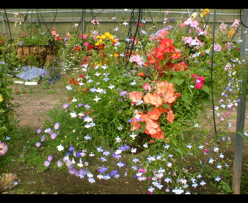 England Hanging Baskets 18