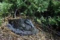 An Eider duck on the nest