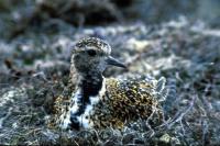 A Golden Plover on the nest