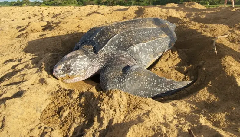 Turtles of the Brazilian coast - Tudo Sobre Animais