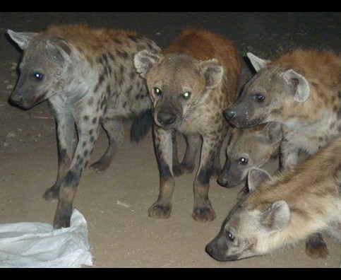 Ethiopia Hyenas 5