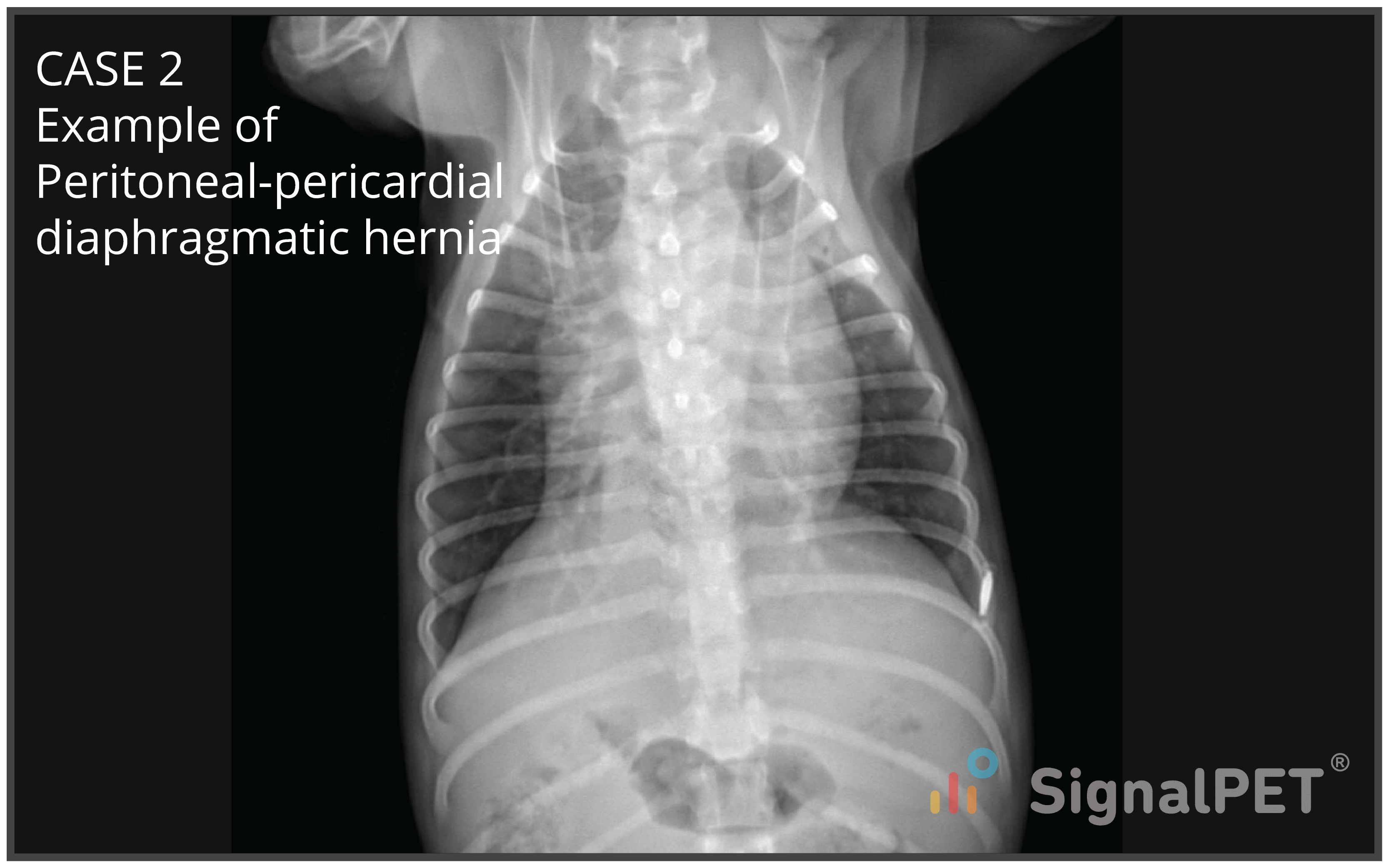 Signalpet Radiology Case Of The Week Peritoneal Pericardial