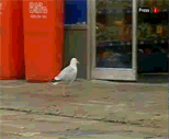 Seagull Thief