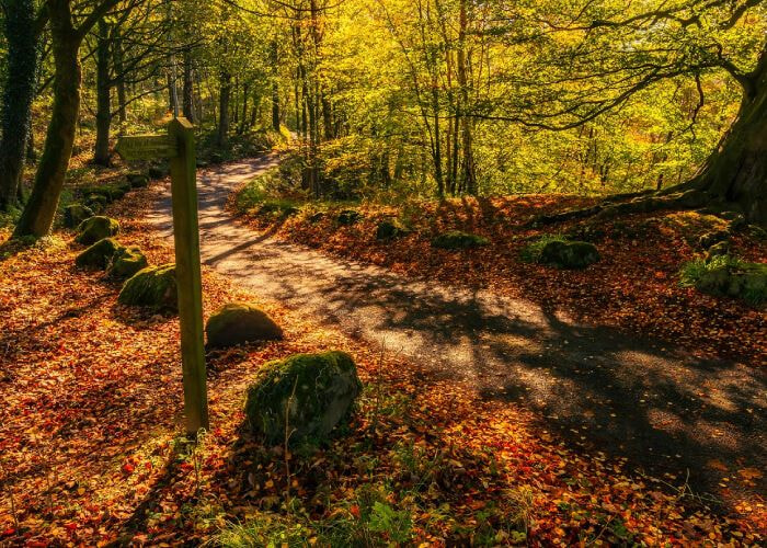 Bolton Abbey Woods Bolton Abbey trail in Autumn with golden leaves