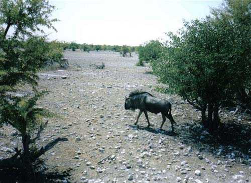 Etosha wildebeest