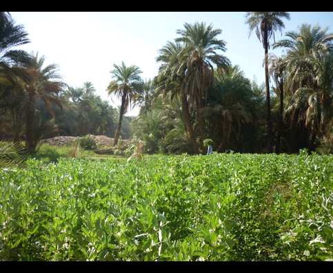 Sudan Nile Oasis 10