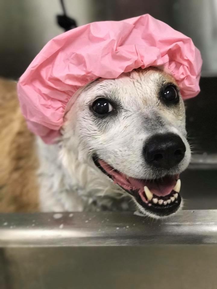Wash & Go