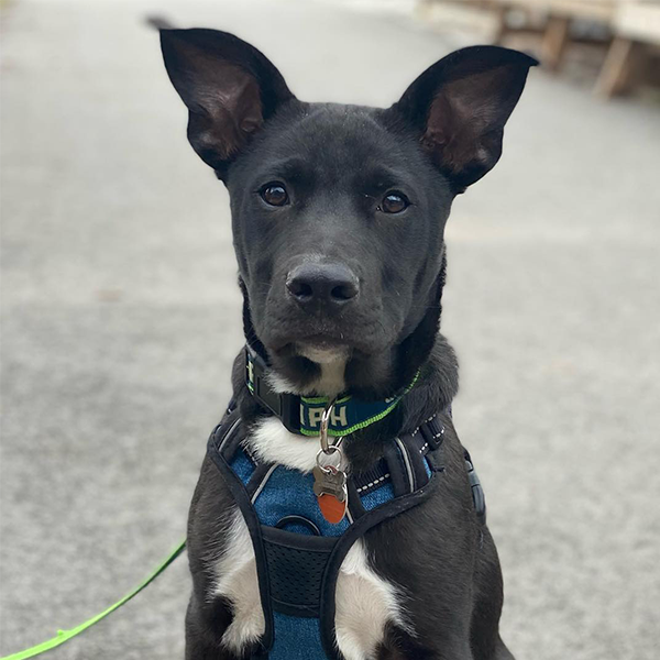 A black puppy with large ears is sitting down.