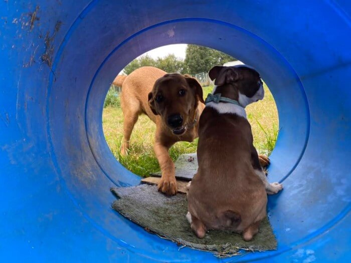 Dog sitting in a blue cylinder