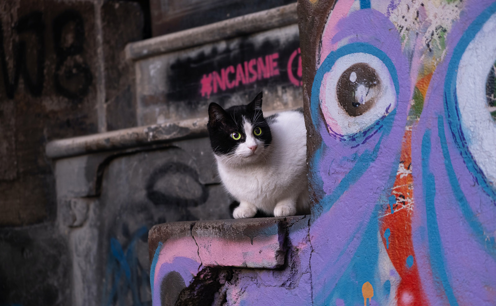 black-and-white cat sitting on colorful concrete steps