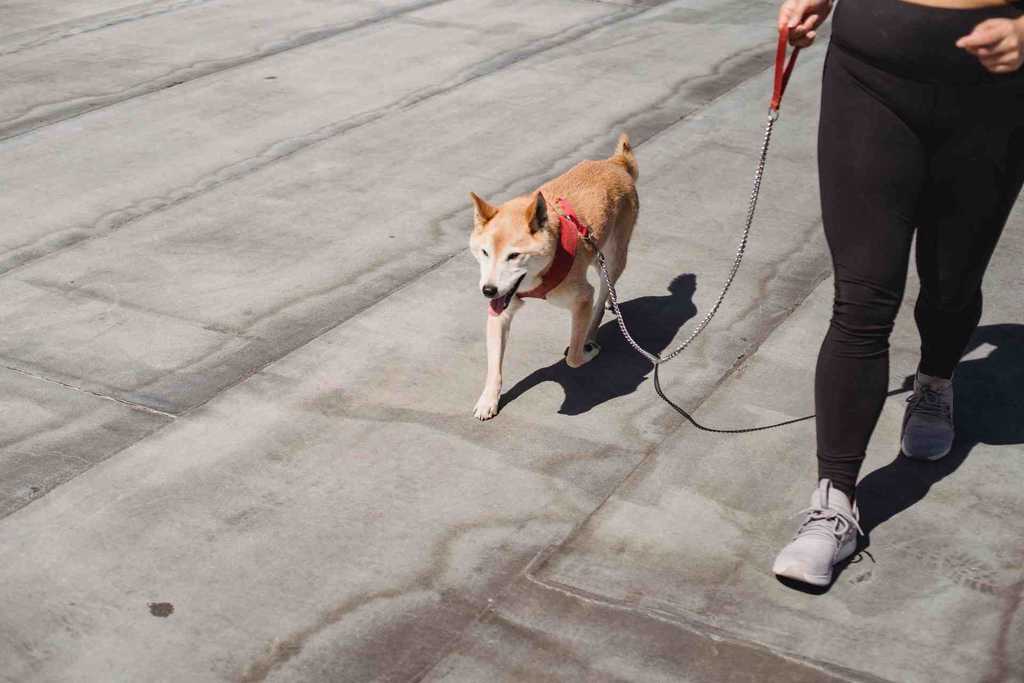 A Shiba Inu walking on leash
