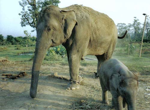 Terai elephant