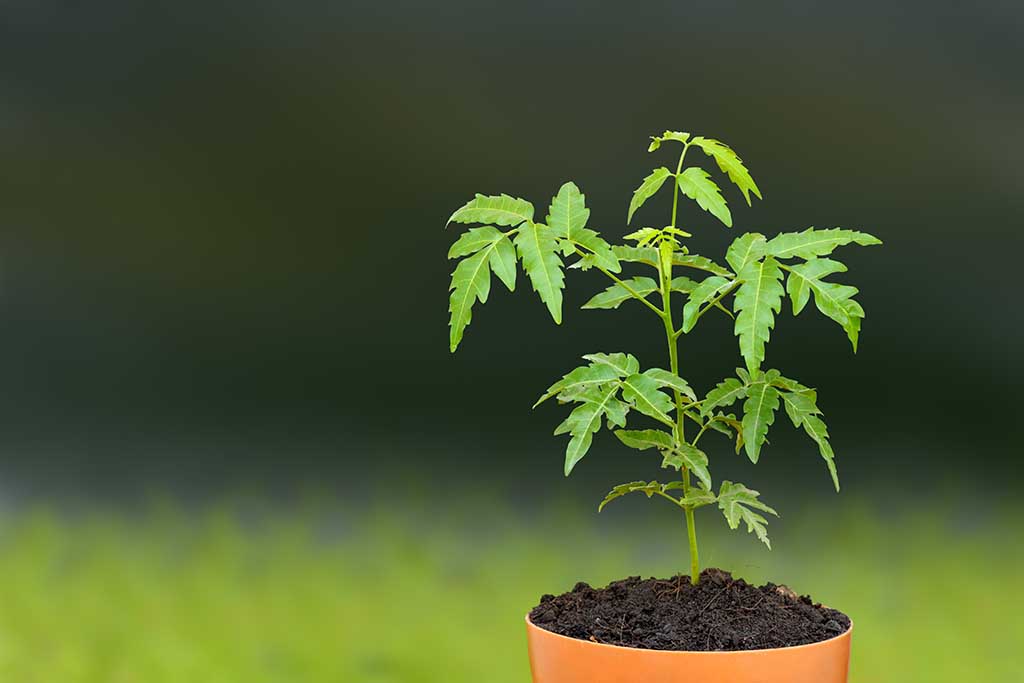 Neem's botanical name, Azadirachta indica, has come from a Persian description