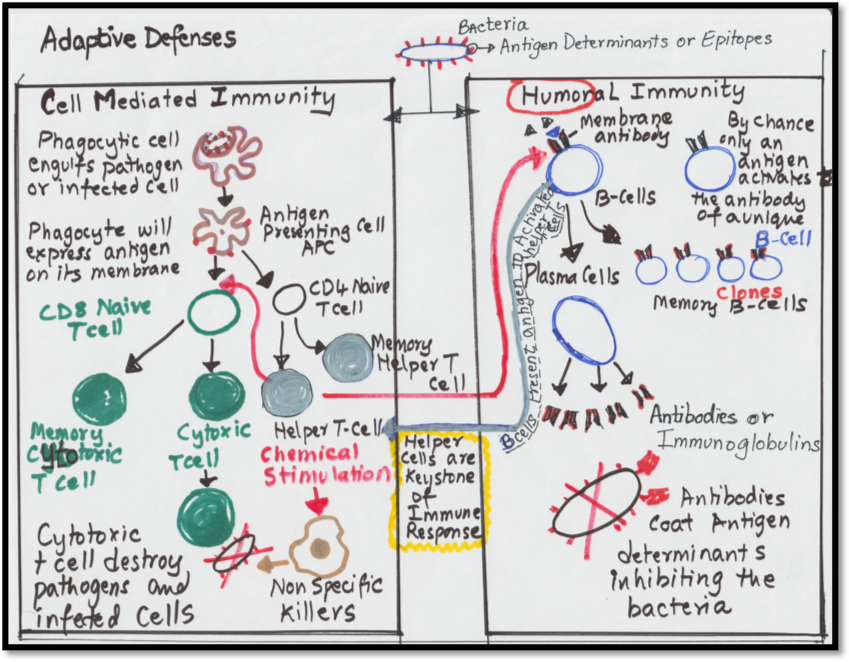 Figure 1: Adaptive Defenses: Interactions in Specific Immune Response