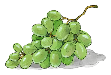 Illustration of a bunch of grapes
