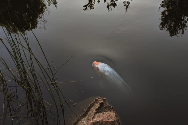 A koi, just below the surface of a pond.