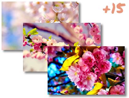 Cherry Blossom theme pack