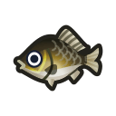 Crucian Carp