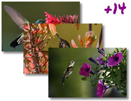 Hummingbird theme pack