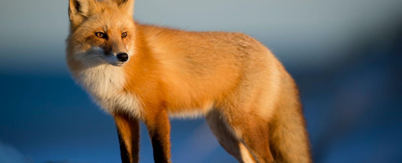 Are Foxes Actually Dogs? Can They Interbreed?
