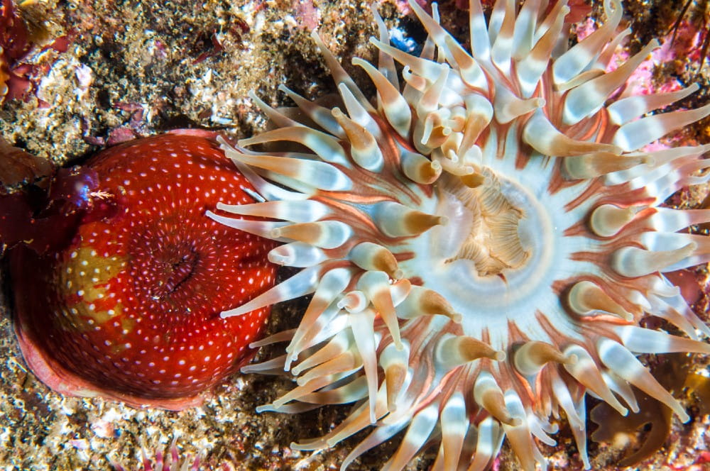 Closeup of an open Dahlia anemone <em>(Urctinia felina)</em>