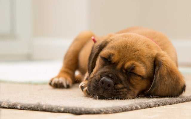 How to Train a New Puppy at Home