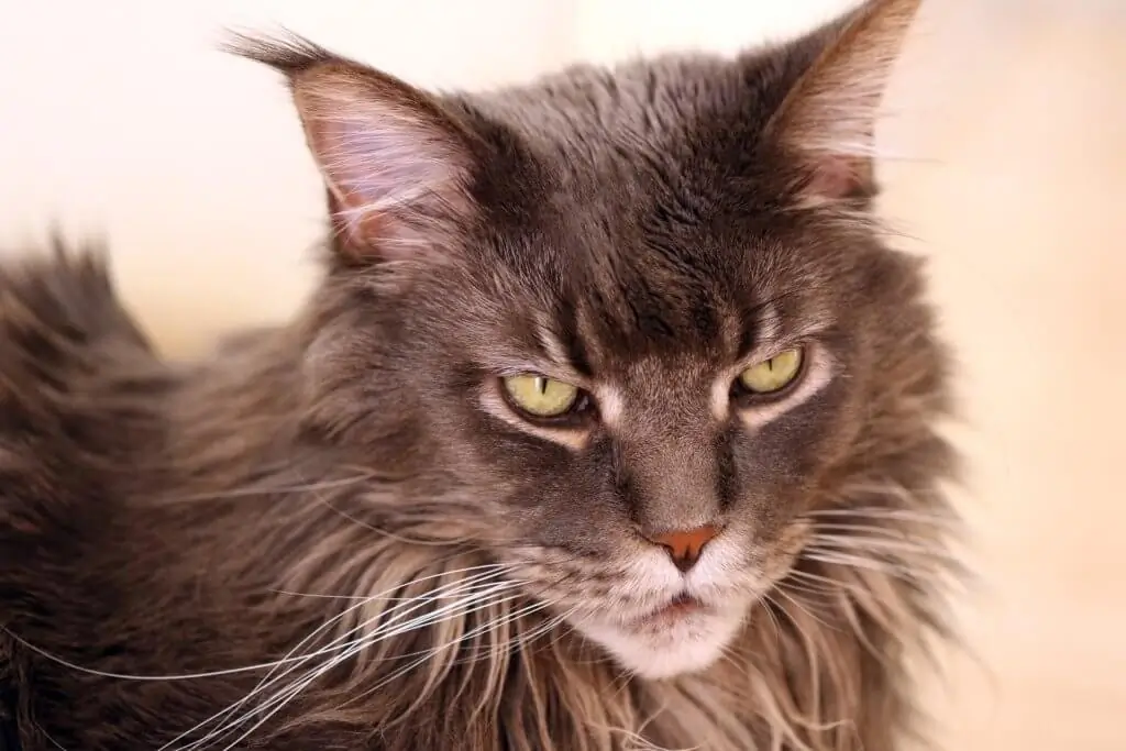 Gato maine coon