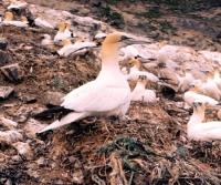 Member of a colony of Gannets