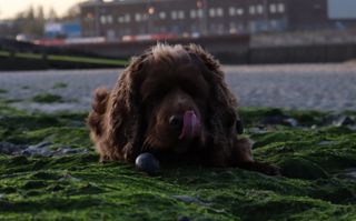 Bruno the Sussex spaniel laying on some green seaweed with a stone between his front paws and licking his nose