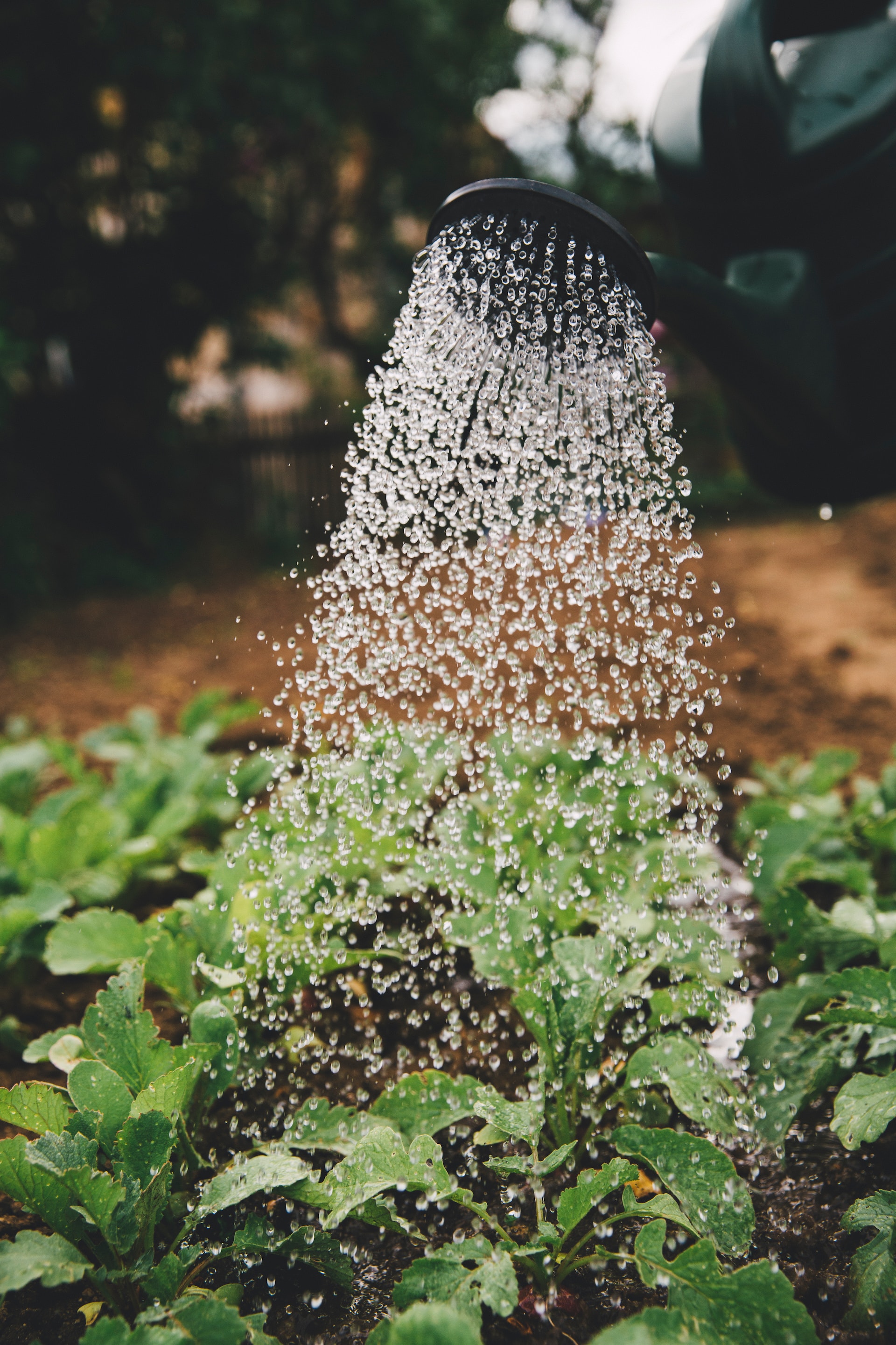 Image of a watering can