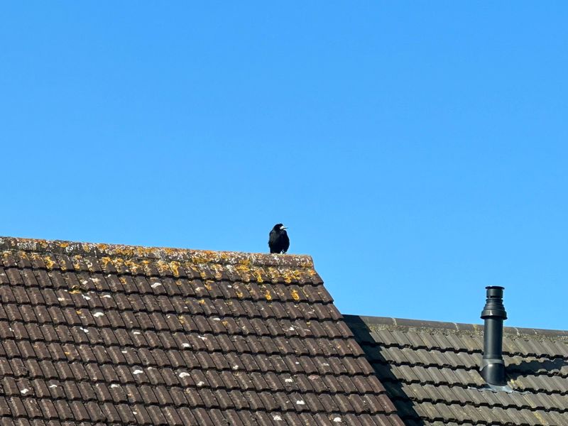 A picture of a rook perched on a house roof. The sky is clear. The white face of the rook is obvious.